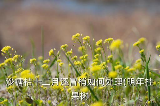 砂糖桔開花前打什么農(nóng)藥,砂糖橘開花的圖片