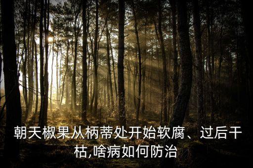 朝天椒爛果一般打什么農(nóng)藥