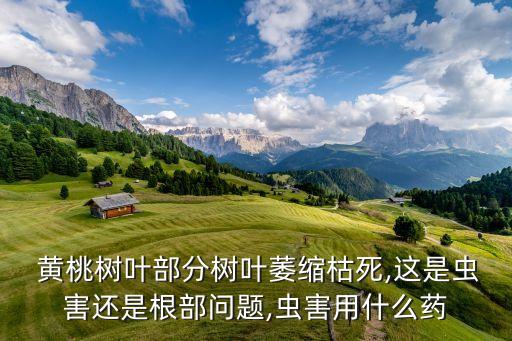 7月黃桃打什么農(nóng)藥,現(xiàn)在黃桃需要打什么藥