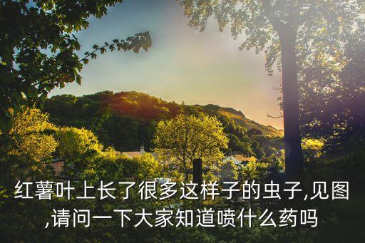 地瓜生蟲用什么農藥,青菜生蟲打什么農藥