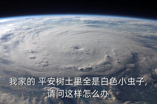 我家的 平安樹土里全是白色小蟲子,請問這樣怎么辦