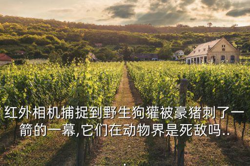 紅外相機捕捉到野生狗獾被豪豬刺了一箭的一幕,它們在動物界是死敵嗎...