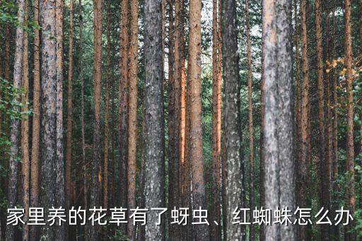 家里養的花草有了蚜蟲、紅蜘蛛怎么辦