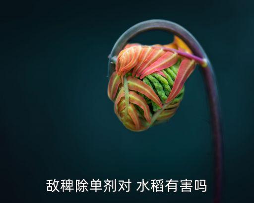 敵稗除單劑對 水稻有害嗎