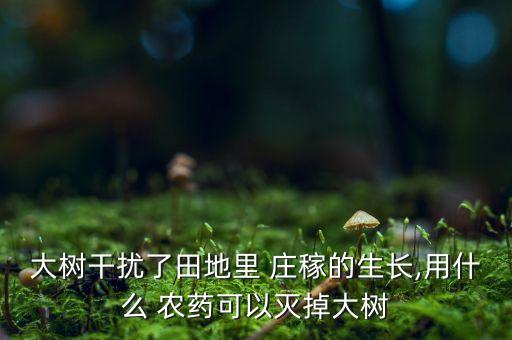 大樹干擾了田地里 莊稼的生長,用什么 農(nóng)藥可以滅掉大樹