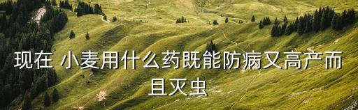 發酵小麥用什么農藥好,小麥發酵過程中會產生什么