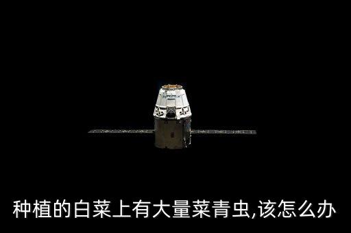 種植的白菜上有大量菜青蟲,該怎么辦