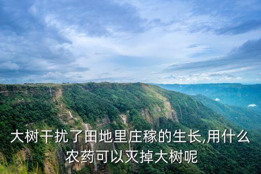 ,什么農(nóng)藥對(duì)禾苗有影響大