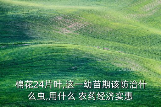  棉花24片葉,這一幼苗期該防治什么蟲,用什么 農藥經濟實惠