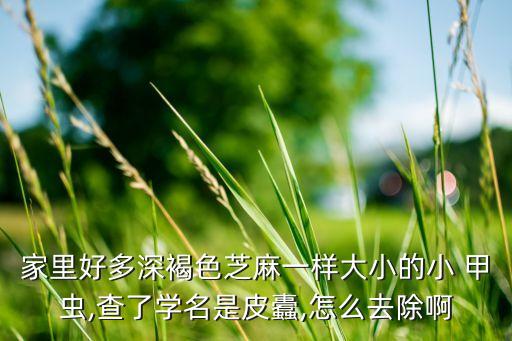 小甲蟲用什么農藥打死,葉甲蟲用什么農藥