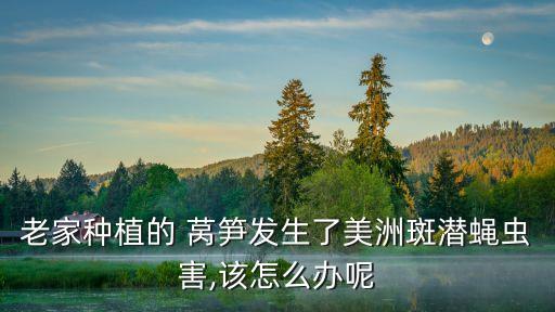 萵筍斑點病用什么農藥,萵筍打什么農藥最好