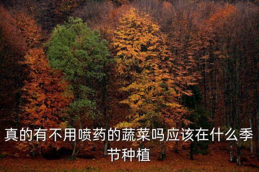 真的有不用噴藥的蔬菜嗎應該在什么季節種植