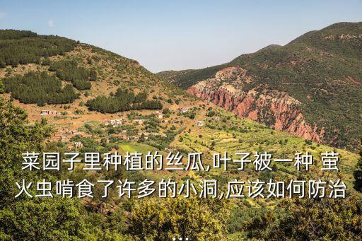 菜園子里種植的絲瓜,葉子被一種 螢火蟲(chóng)啃食了許多的小洞,應(yīng)該如何防治...