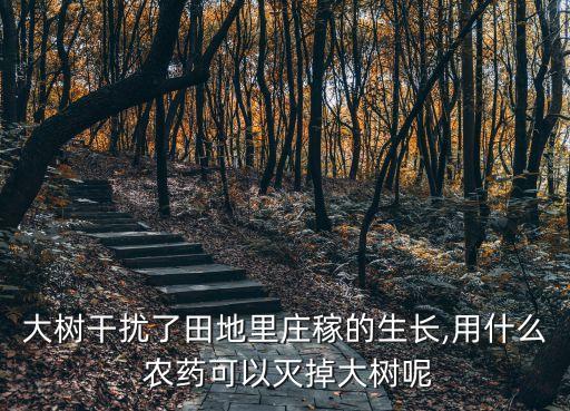 大樹干擾了田地里莊稼的生長,用什么 農藥可以滅掉大樹呢