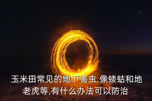 玉米田里蟲多用什么農藥,田里的玉米長的什么