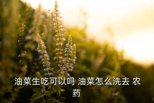 油菜為什么有農藥味,小油菜有一股農藥味