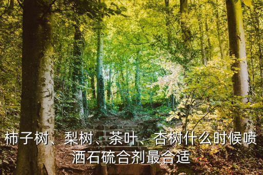 杏什么時候打農藥,一天中什么時候打農藥最好