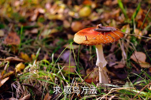 驅鳥農藥用什么好,驅鳥藥真能驅趕鳥嗎?
