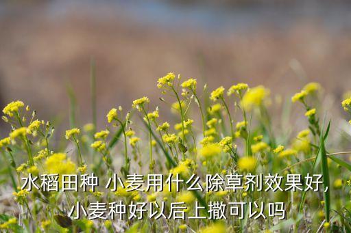 水稻田種 小麥用什么除草劑效果好, 小麥種好以后上撒可以嗎