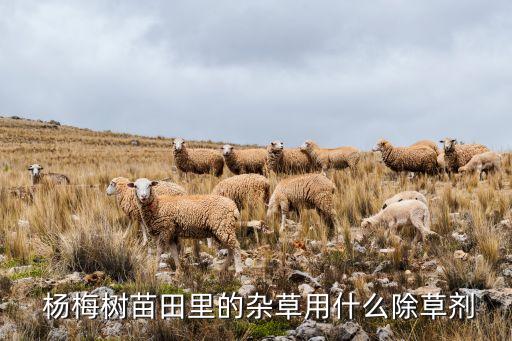 楊梅樹苗田里的雜草用什么除草劑