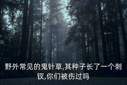 野外常見的鬼針草,其種子長了一個刺釵,你們被傷過嗎