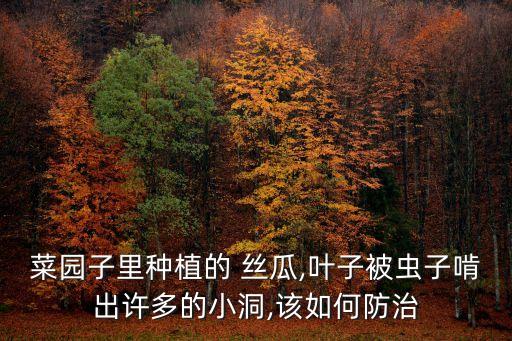 菜園子里種植的 絲瓜,葉子被蟲(chóng)子啃出許多的小洞,該如何防治