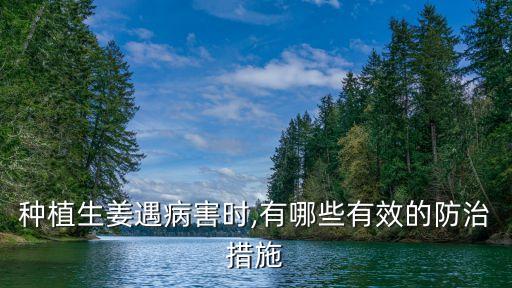 種植生姜遇病害時,有哪些有效的防治措施