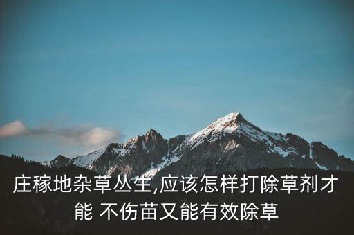 莊稼地雜草叢生,應該怎樣打除草劑才能 不傷苗又能有效除草