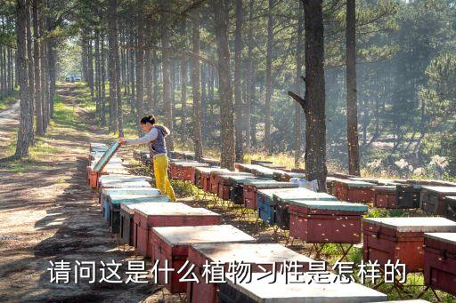 請問這是什么植物習性是怎樣的