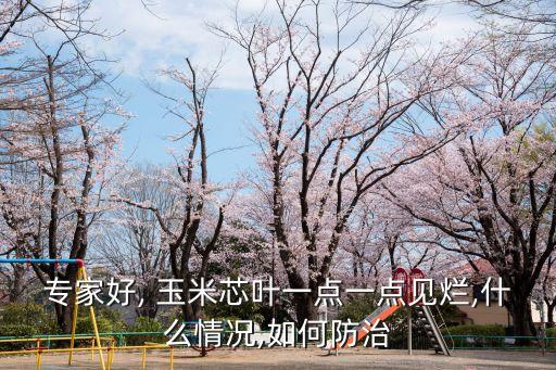 專家好, 玉米芯葉一點一點見爛,什么情況,如何防治