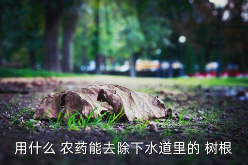 死樹爛樹根用什么農藥,什么東西倒在樹根樹會死