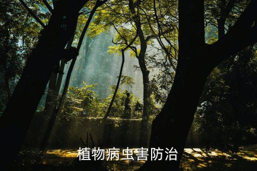松樹枯梢病噴什么農藥