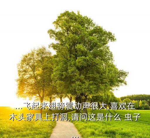 ...飛起來翅膀震動聲很大,喜歡在木頭家具上打洞,請問這是什么 蟲子...
