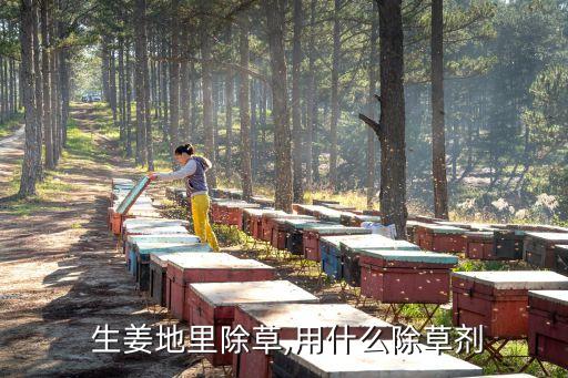 生姜地里除草,用什么除草劑