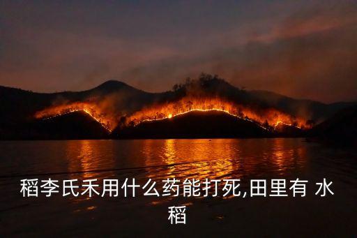 稻李氏禾用什么藥能打死,田里有 水稻