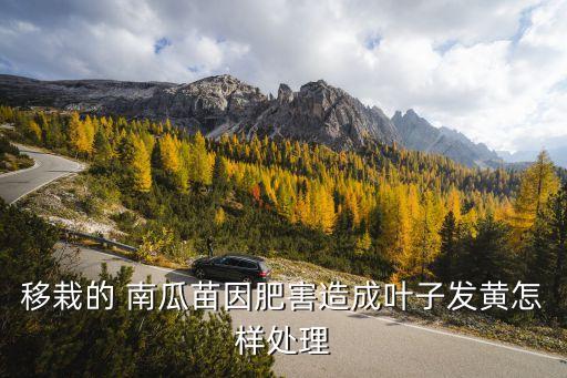 移栽的 南瓜苗因肥害造成葉子發黃怎樣處理