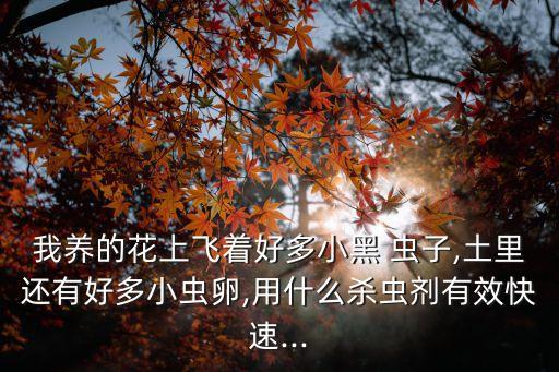 我養的花上飛著好多小黑 蟲子,土里還有好多小蟲卵,用什么殺蟲劑有效快速...