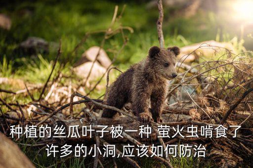 用什么農藥滅螢火蟲,什么農藥能滅老鼠