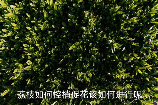 荔枝用什么農藥控冬梢,荔枝樹打什么農藥