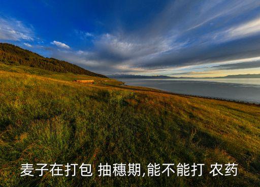 小麥抽穗后用什么農藥,山東小麥抽穗在什么時間