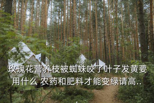 玫瑰花用什么打農藥好用