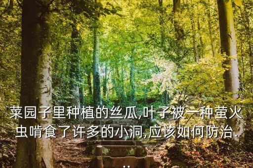 菜園子里種植的絲瓜,葉子被一種螢火蟲啃食了許多的小洞,應該如何防治...