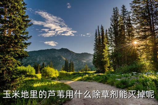 玉米地里的蘆葦用什么除草劑能滅掉呢