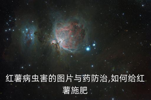 薯類的蟲用什么農藥殺死,什么農藥能殺死蚧殼蟲