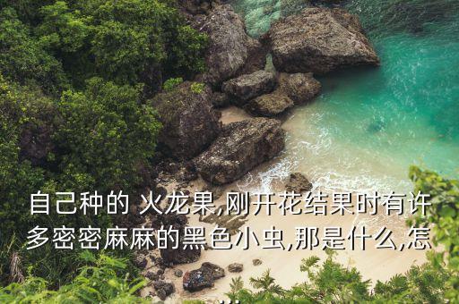 自己種的 火龍果,剛開花結果時有許多密密麻麻的黑色小蟲,那是什么,怎...