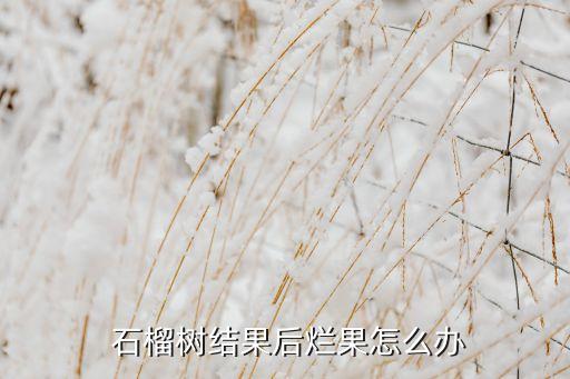 石榴樹結(jié)果后爛果怎么辦