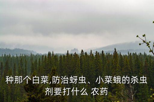 種那個(gè)白菜,防治蚜蟲、小菜蛾的殺蟲劑要打什么 農(nóng)藥