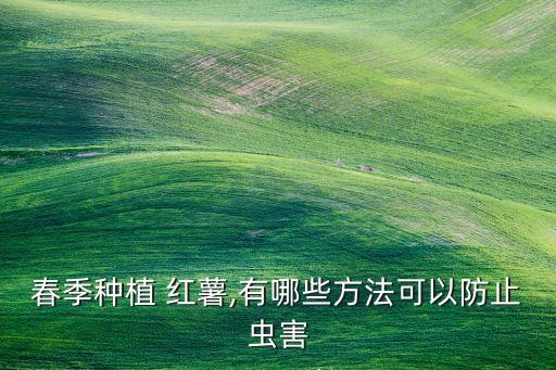 春季種植 紅薯,有哪些方法可以防止蟲害