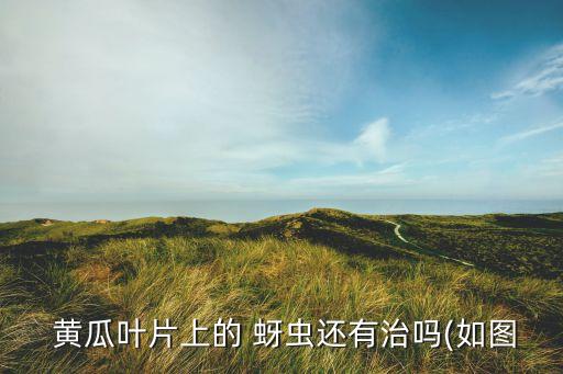 ,黃瓜有蚜蟲用什么農藥防治