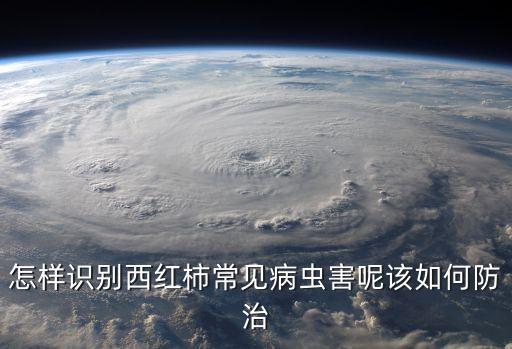 番茄被蟲子咬了打什么農藥